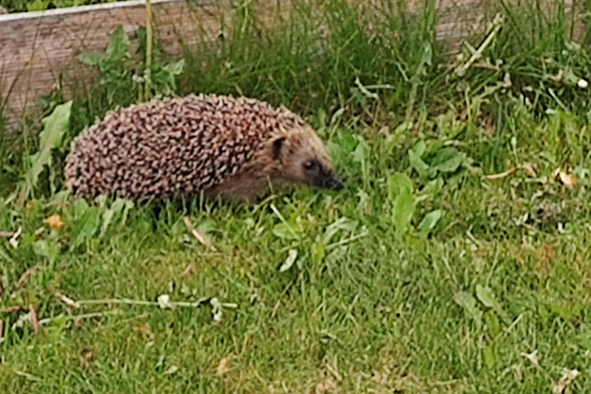 A real European hedgehog standing on an unkempt lawn.