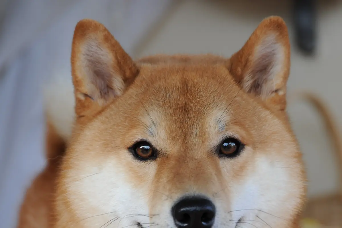 Taiki, a real Shiba Inu photographed in 2008, shown as breed context for the dog imagery behind FLOKI.