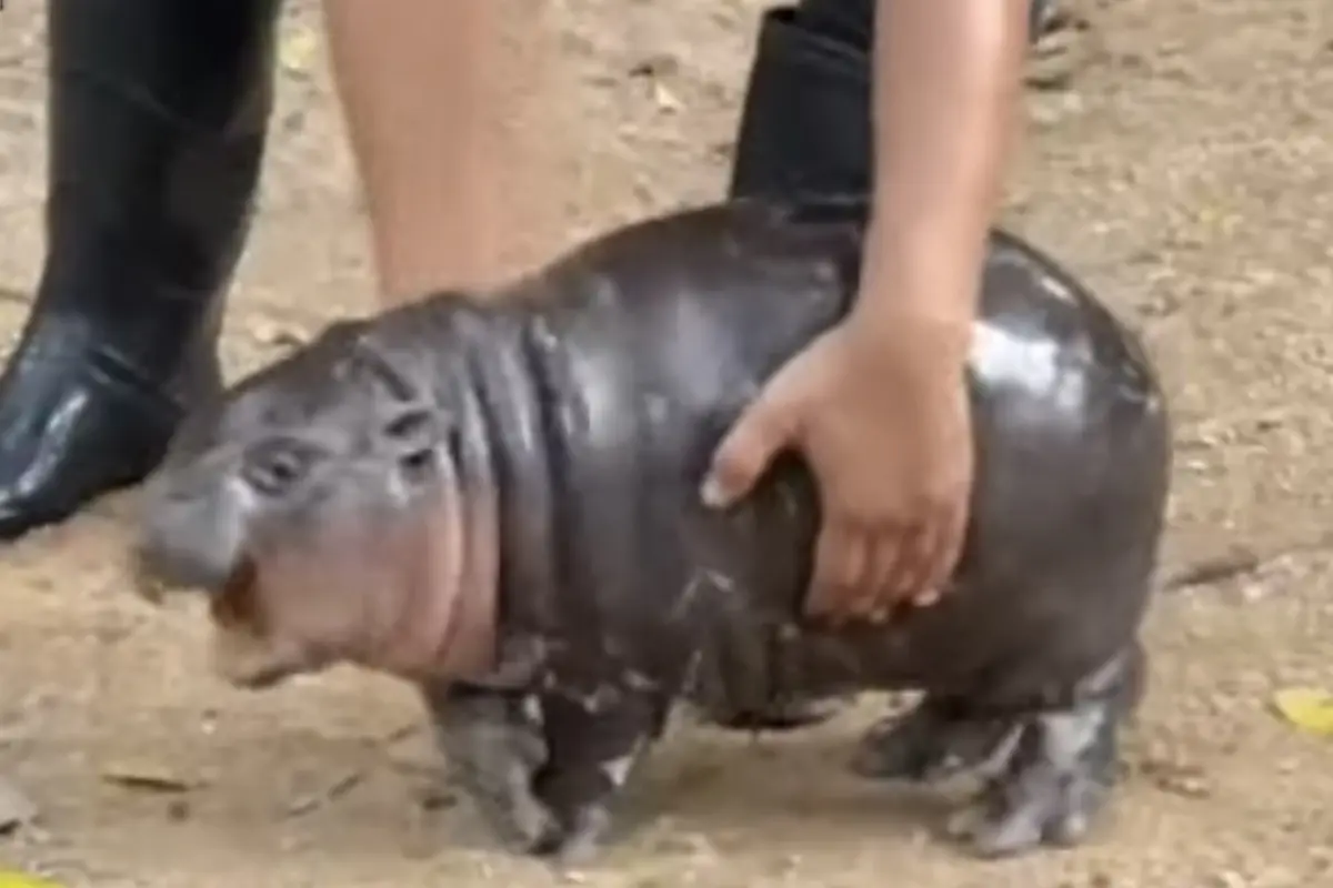 Moo Deng, the pygmy hippopotamus at Khao Kheow Open Zoo, standing beside a keeper in September 2024.
