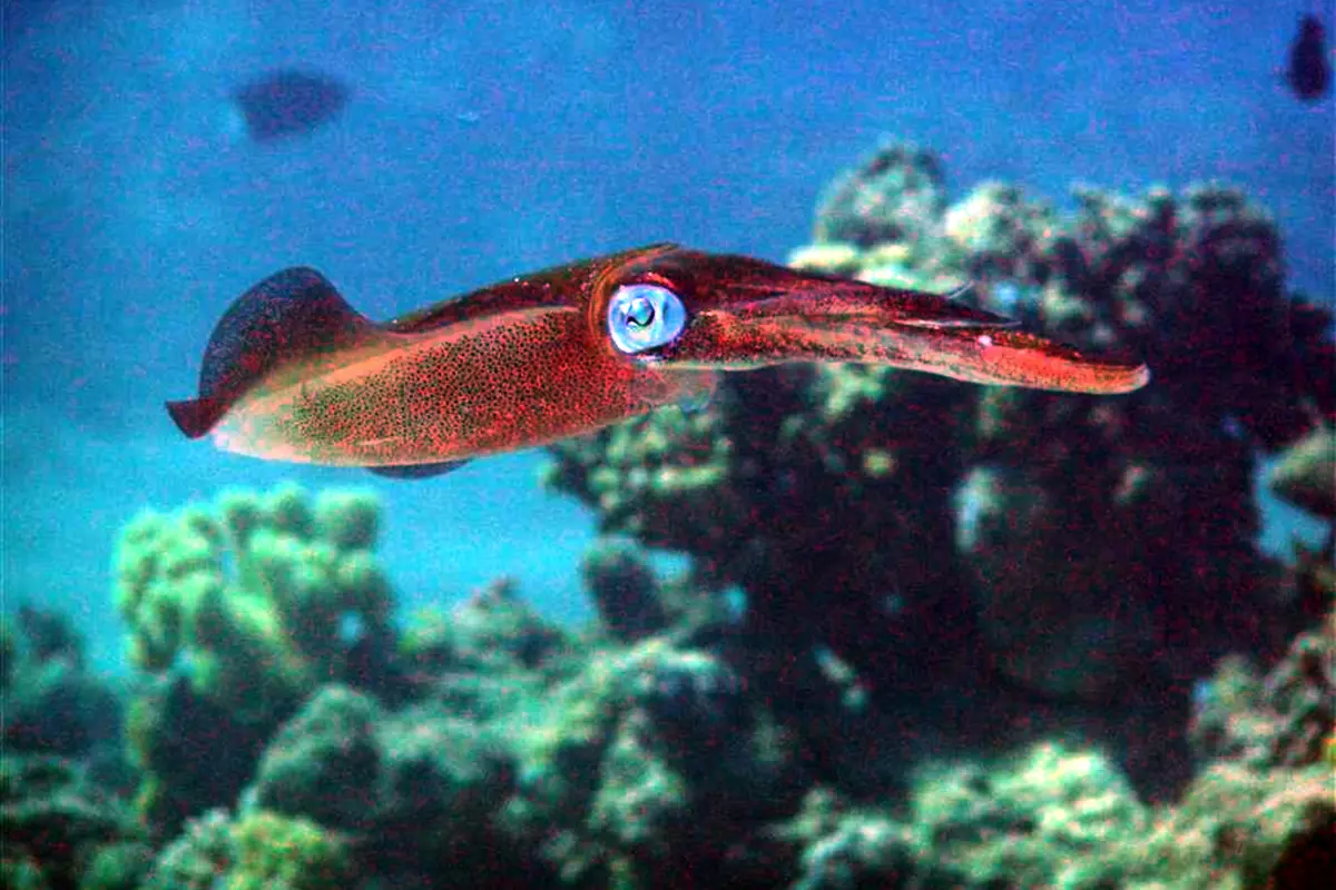 A bigfin reef squid swimming above coral in blue water.